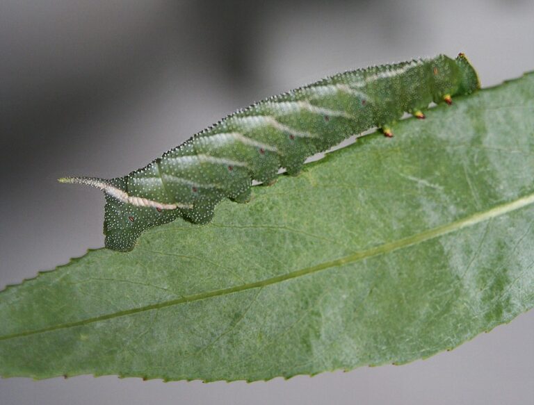 How Do Moth Larvae Survive Predators