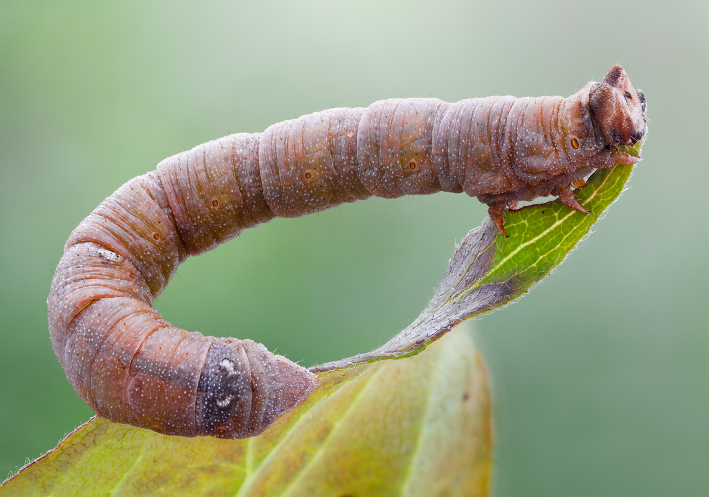 How do caterpillars use camouflage for survival