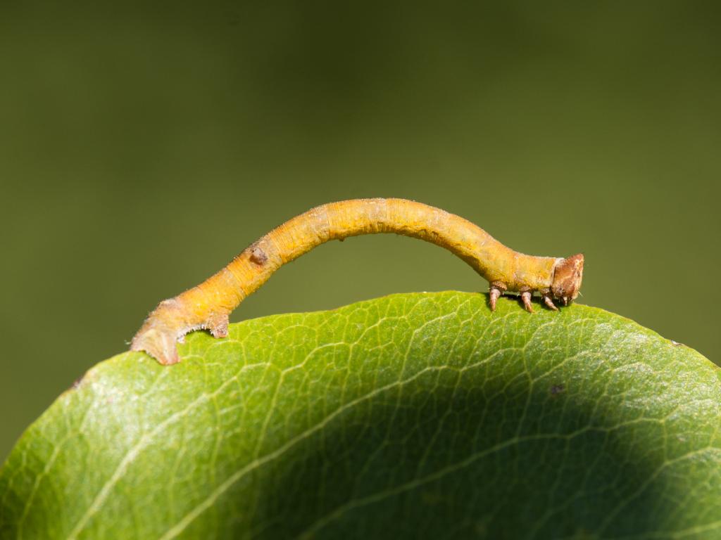 Why do caterpillars exhibit nocturnal behavior to reduce predation risk