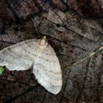 How Do Peppered Moths Spend the Winter