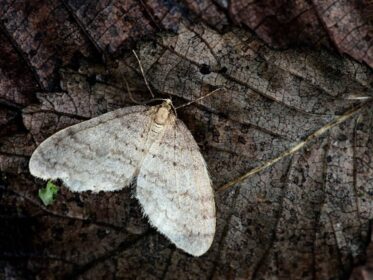 How Do Peppered Moths Spend the Winter