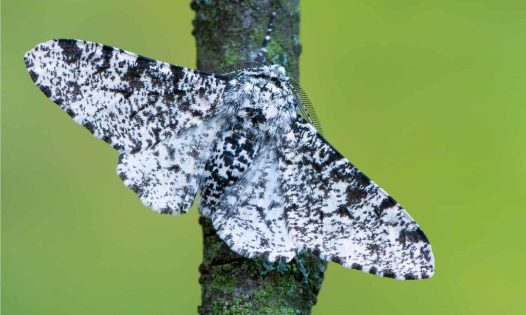 When and how do peppered moths reproduce during winter