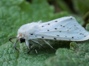 How Long Do Moths Live