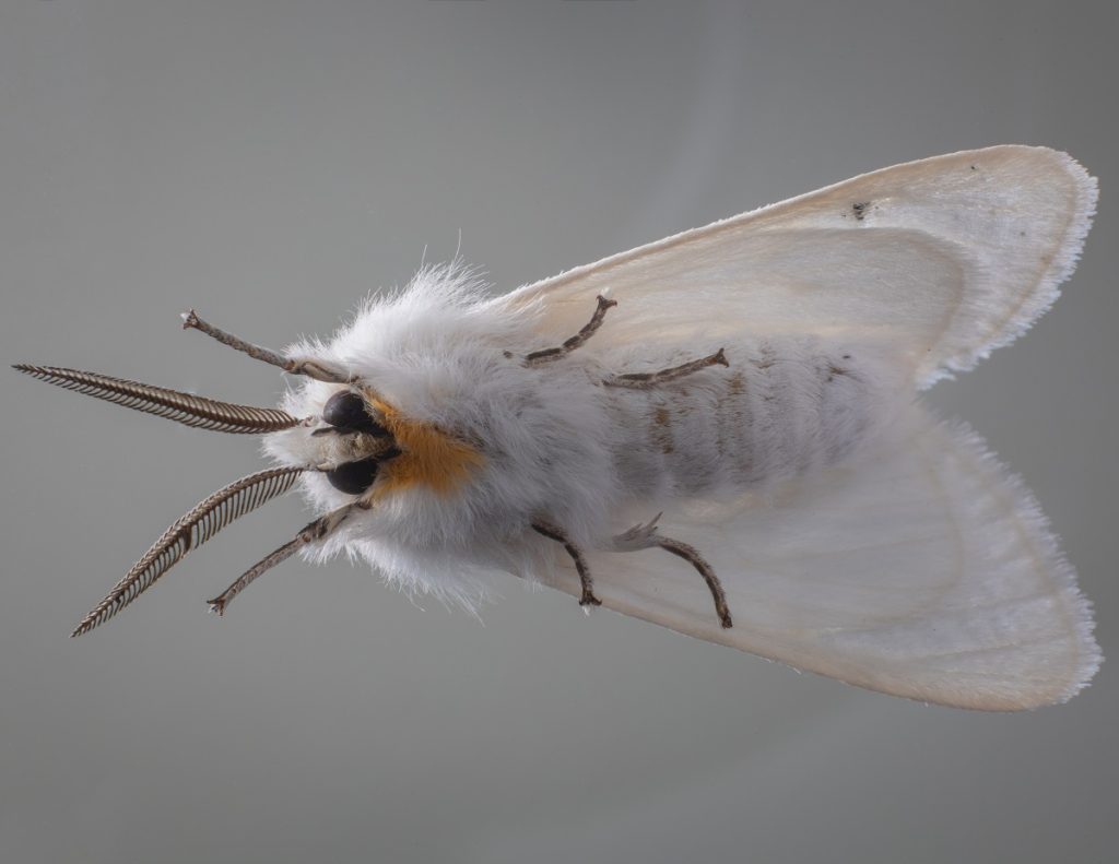 What Is The Typical Lifespan of Moths