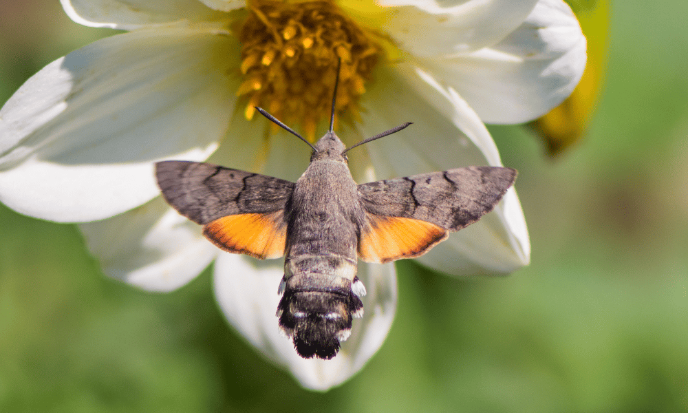 What Are The Different Stages in a Moth's Life