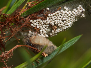 How Long Does It Take for Moth Eggs to Hatch