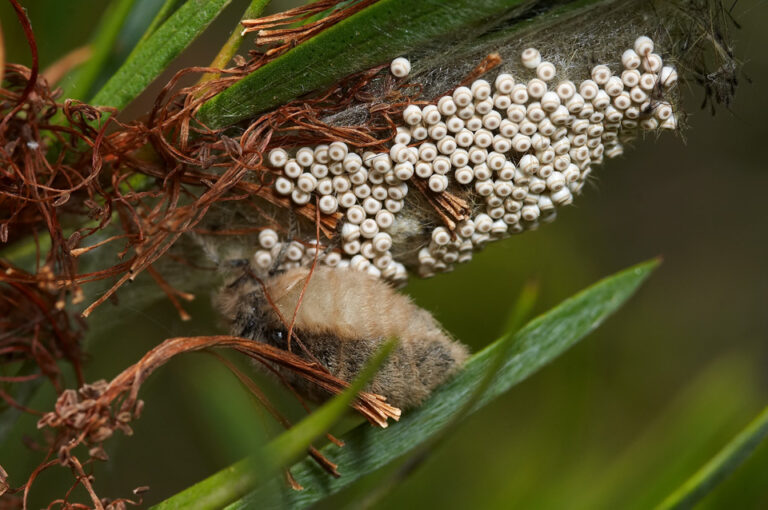 How Long Does It Take for Moth Eggs to Hatch
