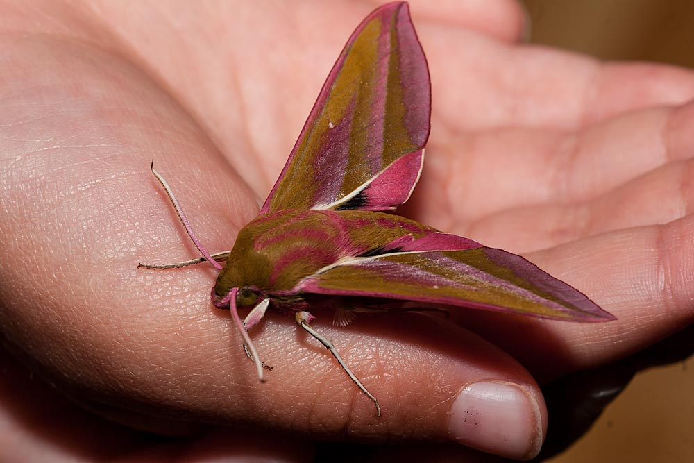 How can you create an attractive light source for moths