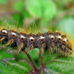 How to Get Rid of Brown Tail Moth Caterpillars