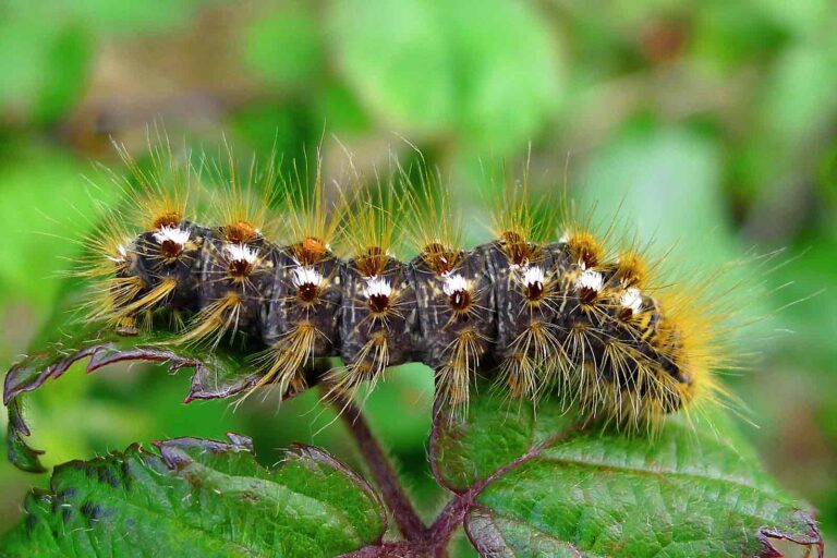 How to Get Rid of Brown Tail Moth Caterpillars