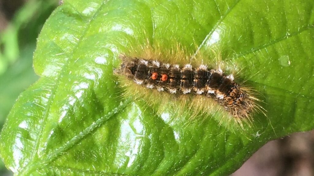 How to stay safe with brown tail moth caterpillars
