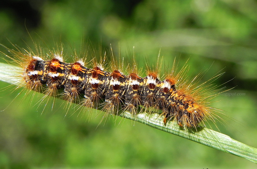How to use caterpillar pesticides safely