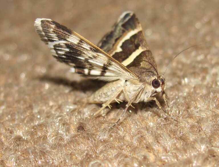 How to Get Rid of Carpet Moths
