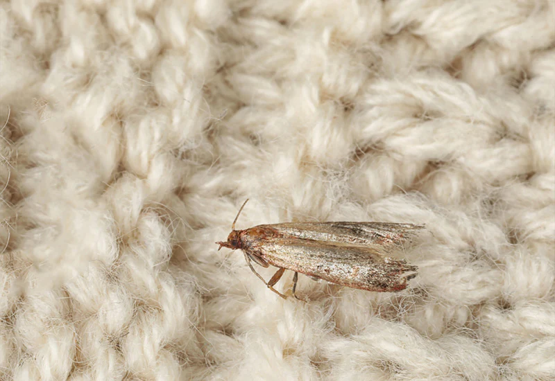 How to identify carpet moth infestation