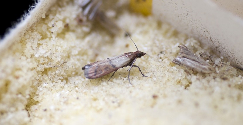 What are effective preventive measures against carpet moths