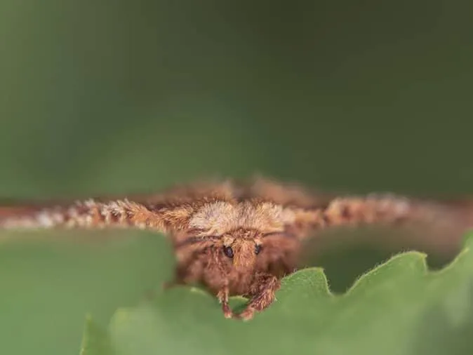 How do moths' antennae aid in their behavior