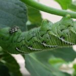 How to Raise Hornworms to Moths