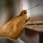 How to Get Rid of Moths in Garage