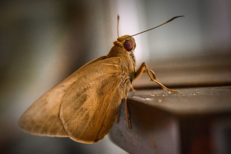 How to Get Rid of Moths in Garage