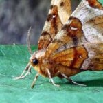 What Do Moths Do During the Winter
