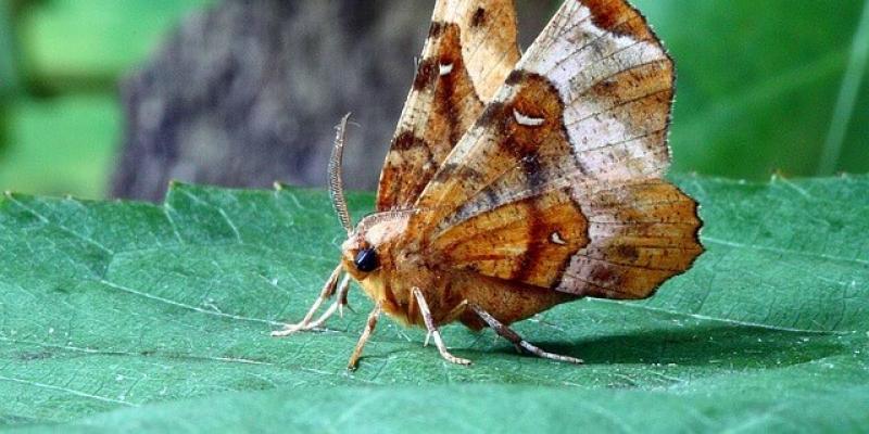 How are moths attracted to artificial lights