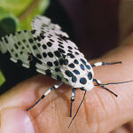 Can Moths Make You Blind