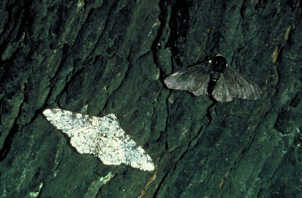 How do transparent moths achieve their translucency