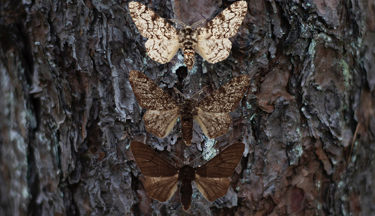 How did Carbonaria moth discovery impact evolution