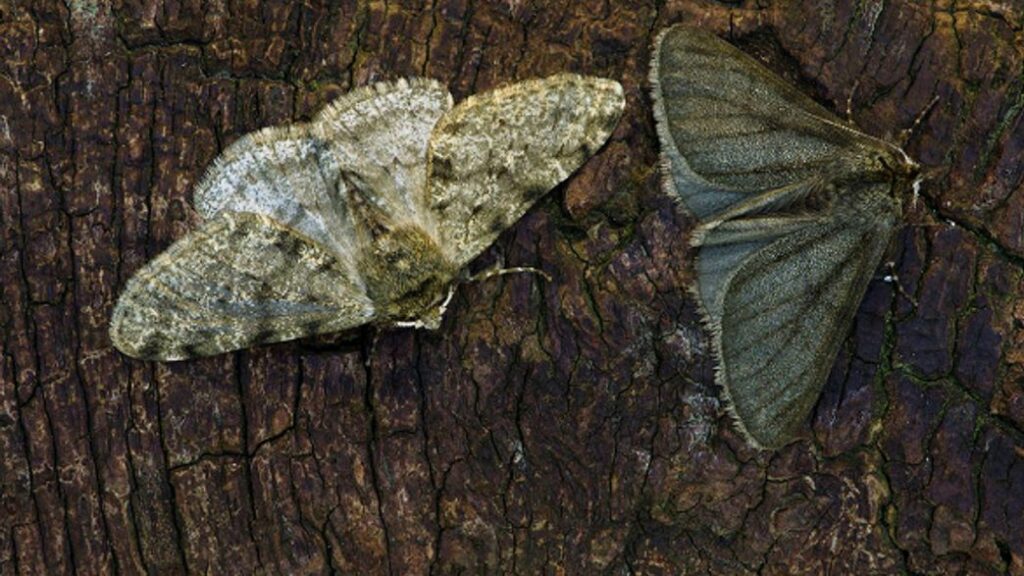 How does color help Carbonaria moths survive
