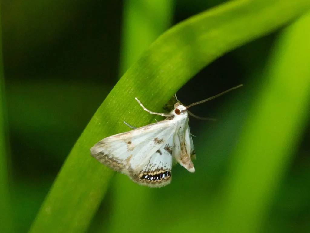 How do baby moths adapt to their environments
