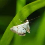 Why Shouldn't You Kill Moths