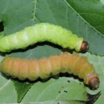 What Do Luna Moth Caterpillars Eat