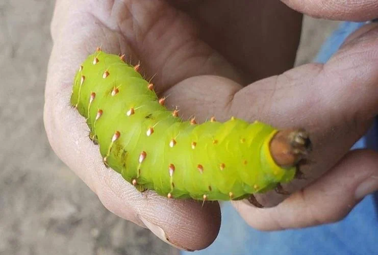 How do Luna moth caterpillars become adult moths