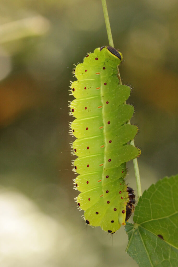 How does Luna moth caterpillar diet impact their transformation
