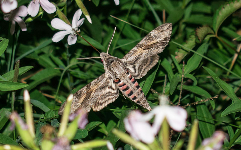 How are moths different from other insects
