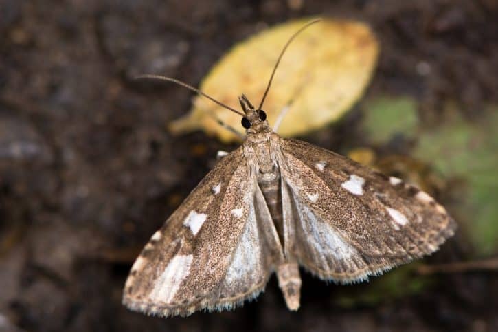 What determines the diets of different moth species