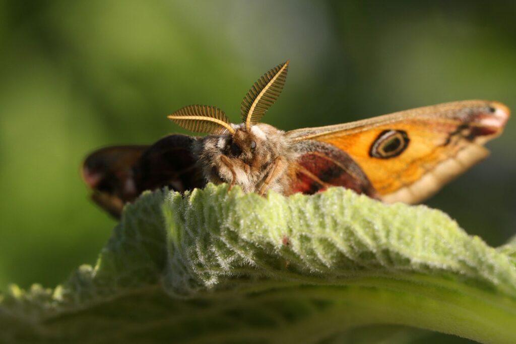How do moths contribute to biodiversity