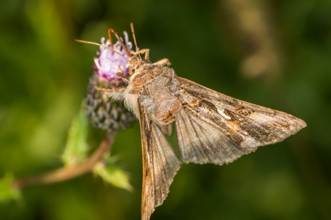 How do non-feeding adult moths survive