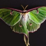 What Do Moths Symbolize in the Bible