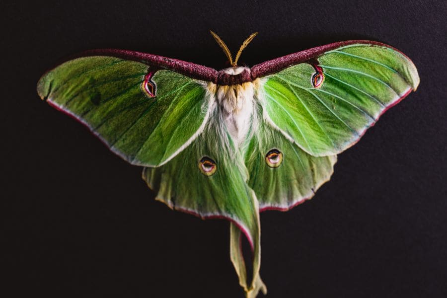 How to provide a safe resting place for a dying Luna Moth