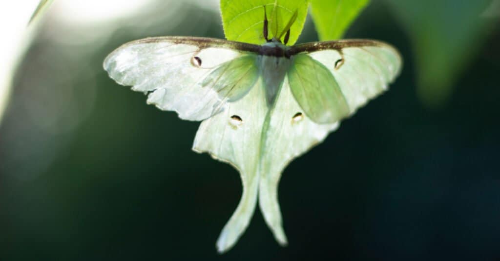 How to identify physical signs of a dying Luna Moth