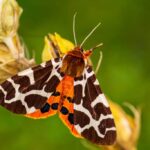 What Do Tiger Moths Eat