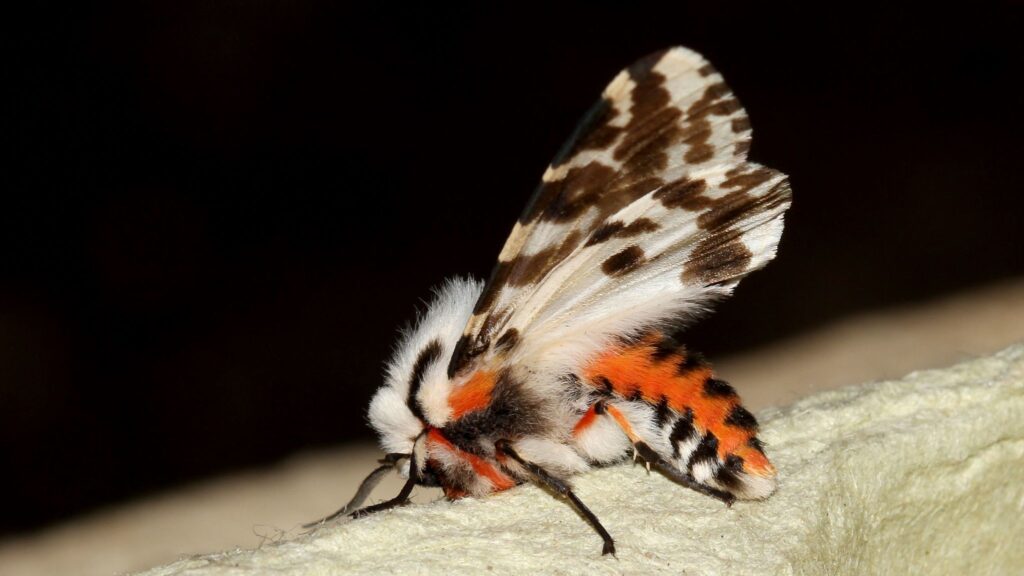 What do adult tiger moths eat