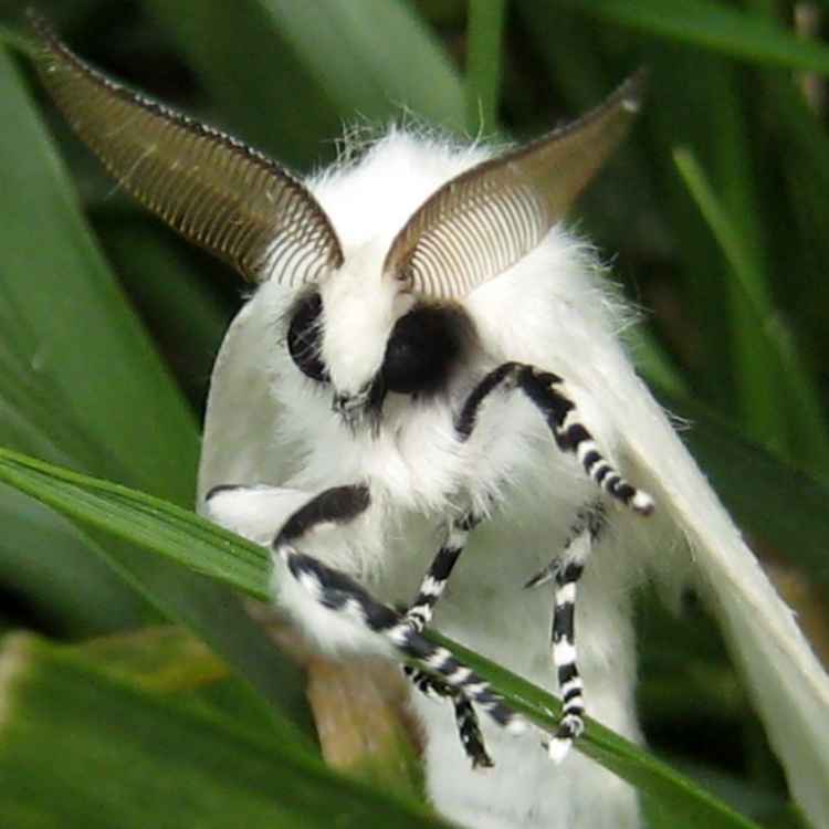 What do white moths mean culturally