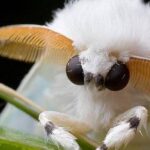 Do Moths Eat Bugs