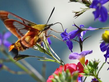 What Does It Mean When You See a Hummingbird Moth