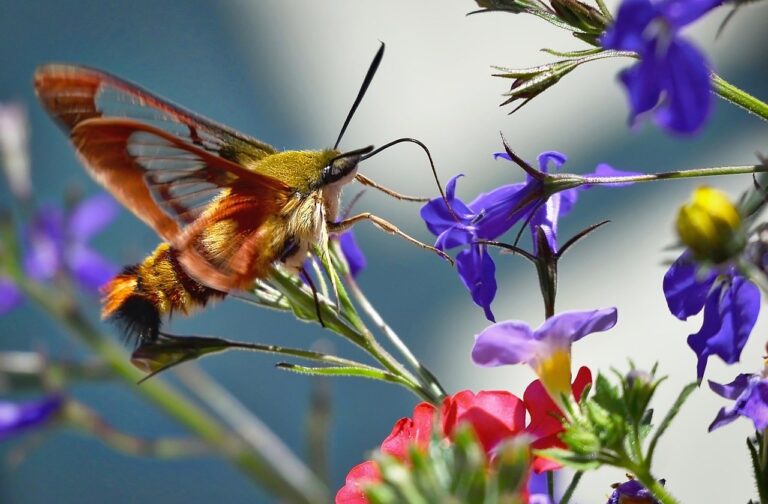 What Does It Mean When You See a Hummingbird Moth