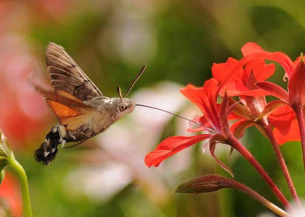 How do hummingbird moths mimic hummingbirds