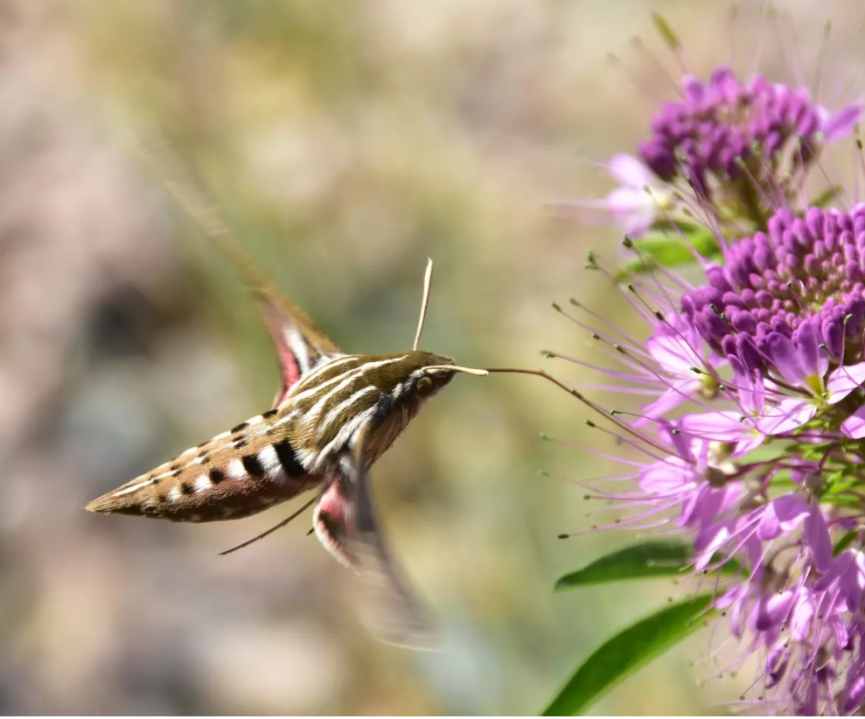 How do hummingbird moths time their activity with flowers
