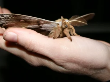 What Does It Mean When a Moth Lands on You